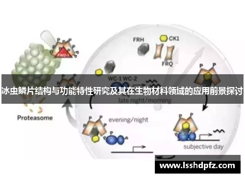 冰虫鳞片结构与功能特性研究及其在生物材料领域的应用前景探讨